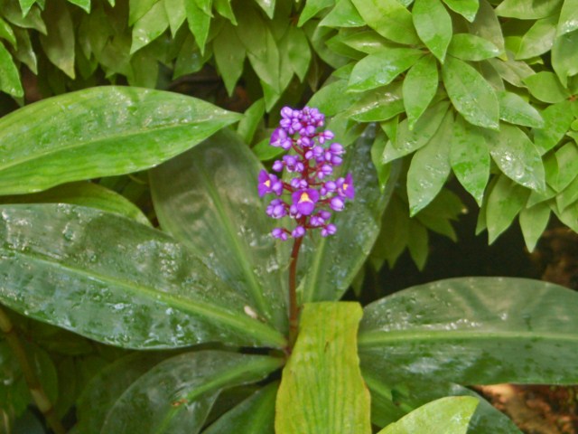 Da un giardino botanico a Praga - Dichorisandra Thyrsiflora